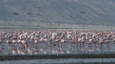 纳特龙湖上的<strong>火烈鸟</strong>。 小<strong>火烈鸟</strong>。 坦桑尼亚、非洲4k